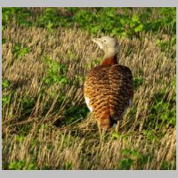 2021 2nd Jane Rudd- great bustard